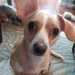 Meet your Posher, Olivia obi